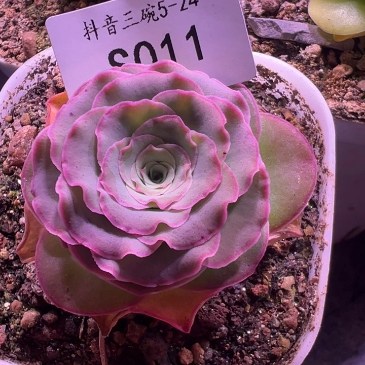 三碗11 蕾丝mex若初x各种