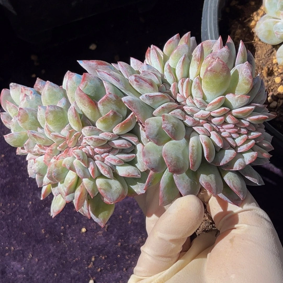 多****家新年快乐 新年快乐特价