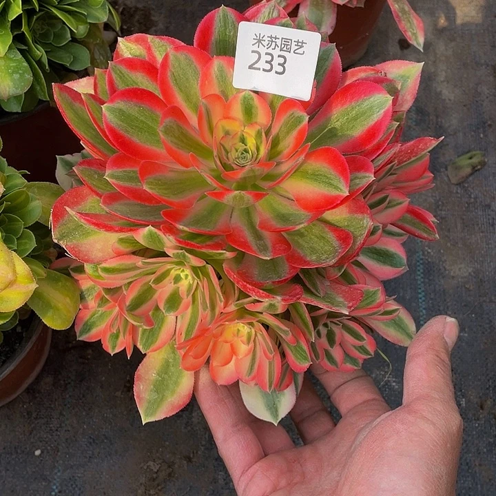 233多肉植物的生长