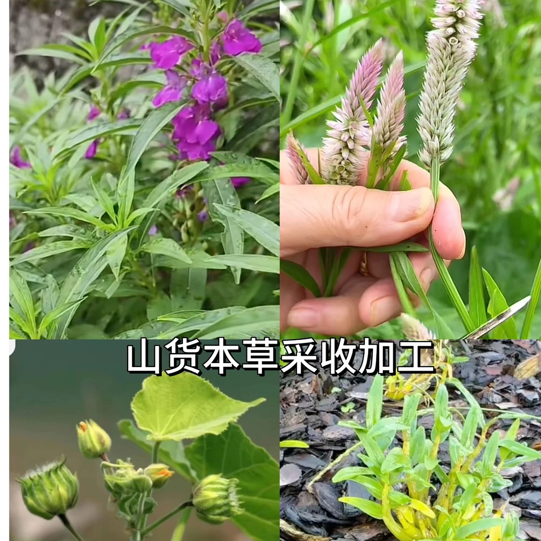 【玄龍老师专属推荐】山货本草采收加工一本通