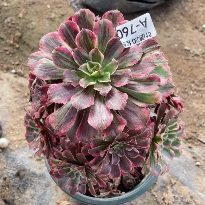 760铜花顺多肉123456789