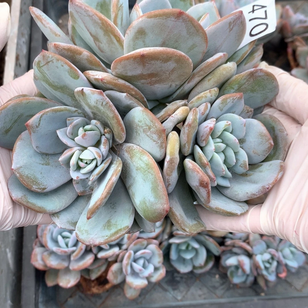 # 470后范围：签收起7天内不拍冷链不售后。