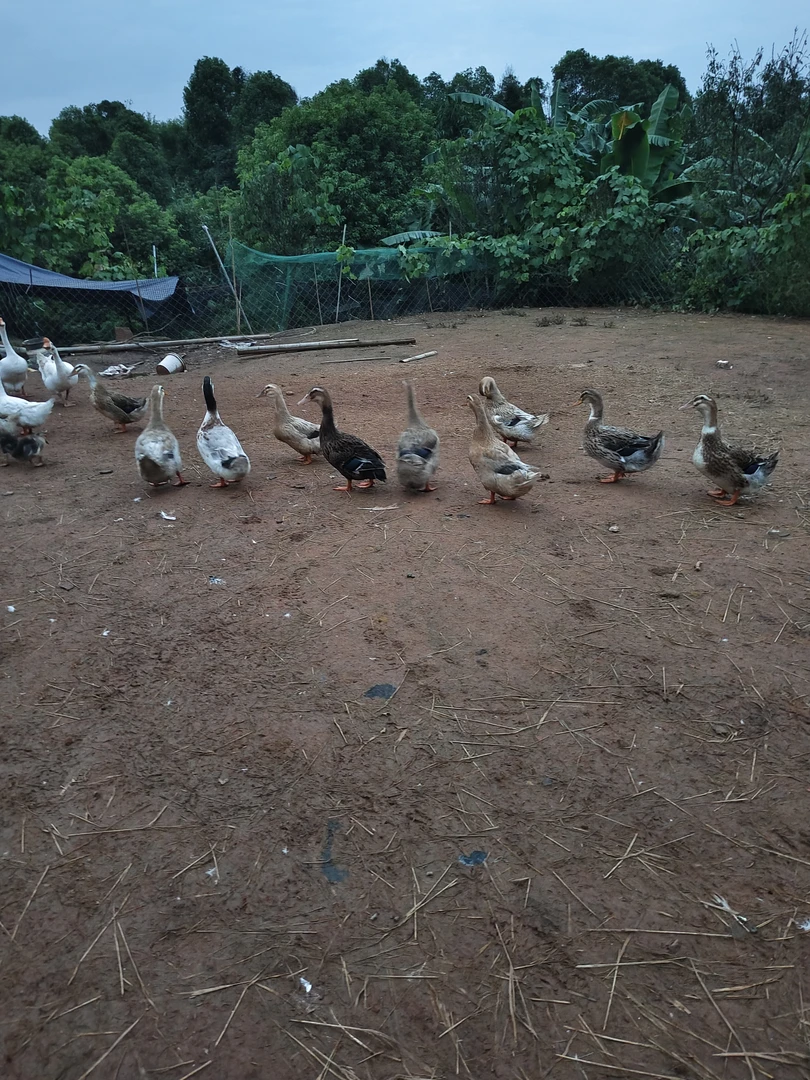 【现抓现称】农家散养鸭子 一年半左右的下蛋鸭子