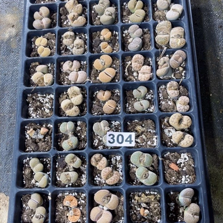 304脱土生石花一物一图如图