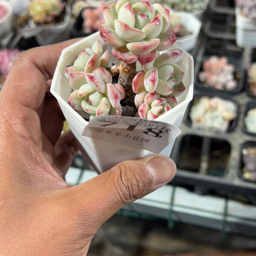 718号香草小老庄群一物一拍满18包邮