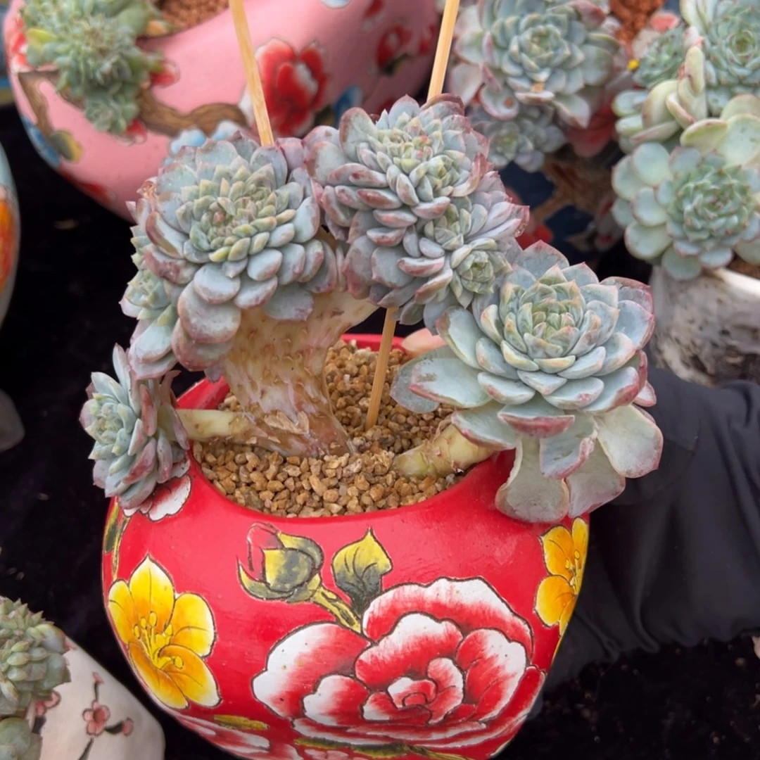 *****珍妮树缀 天天开心