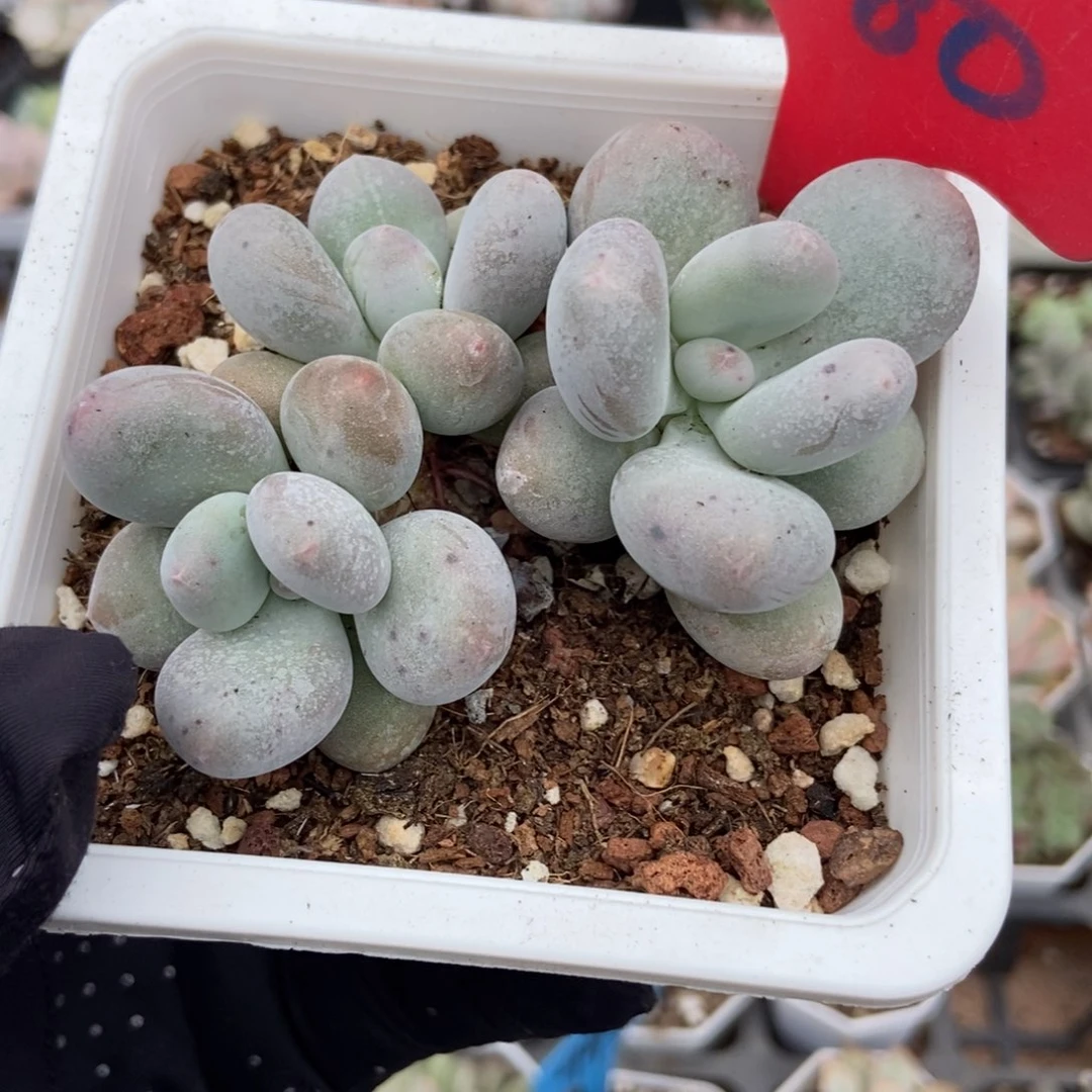 980 烟美人多肉植物