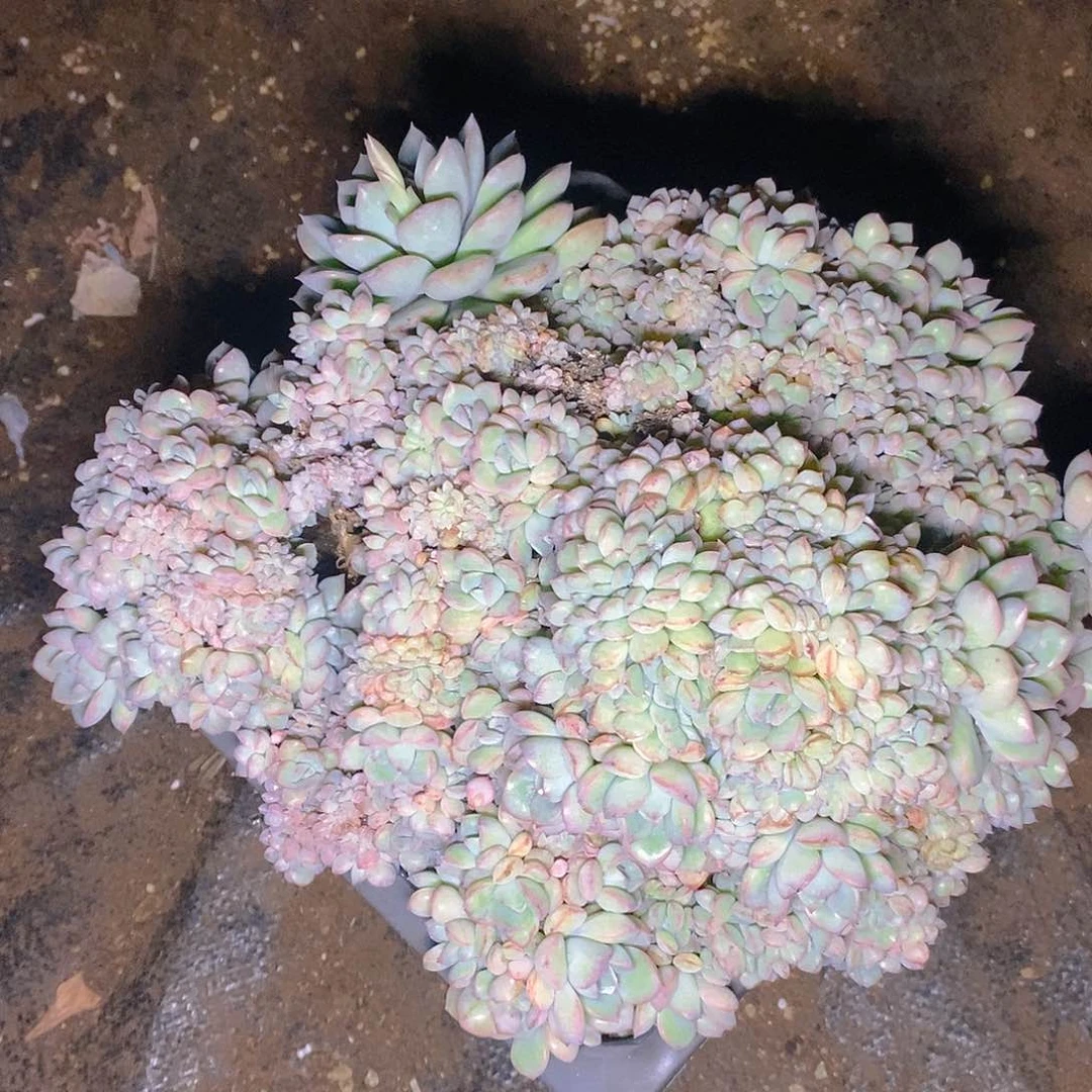 多肉植物粉色朵朵坠