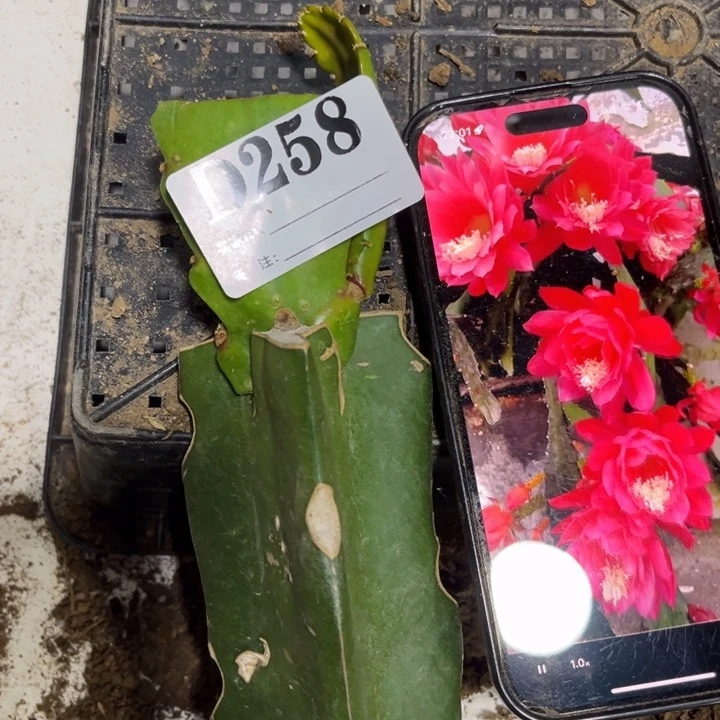 当前无花栽培后可以开花258