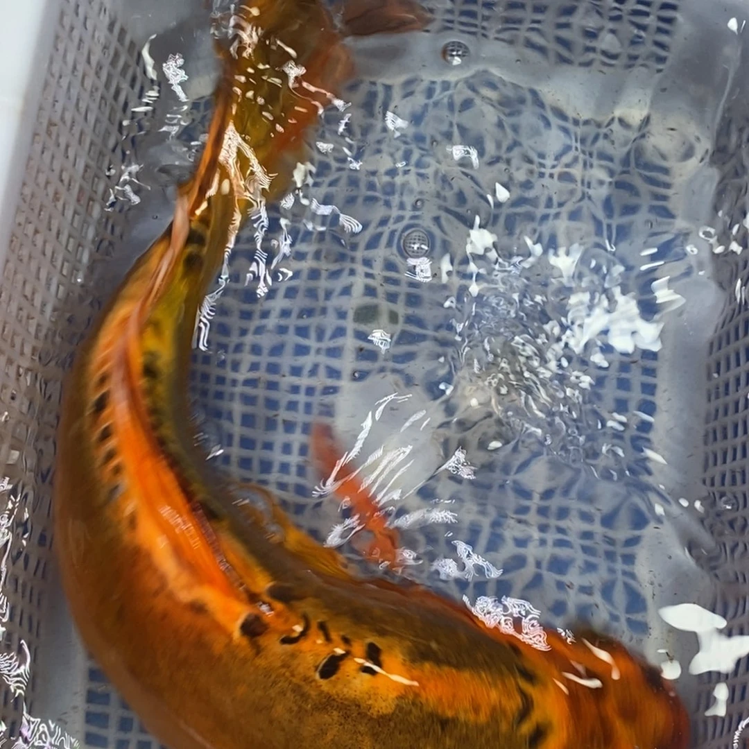 锦鲤冷水锦鲤包邮