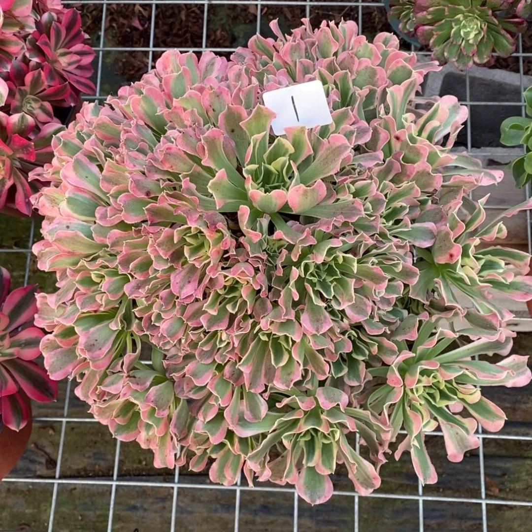 无花朵多肉植物组合拼盘1