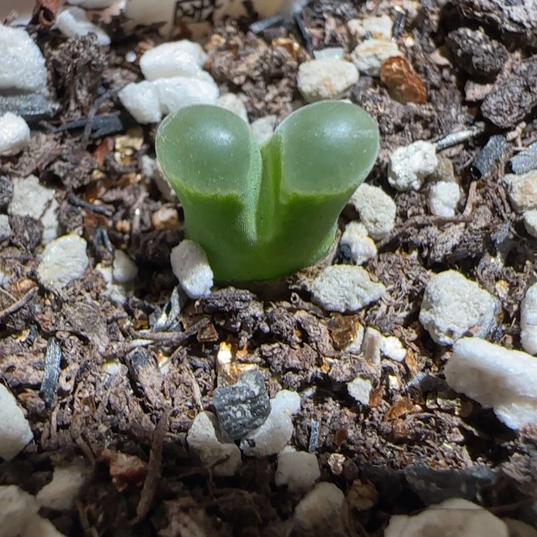 肉锥多肉植物组合-极窗1120