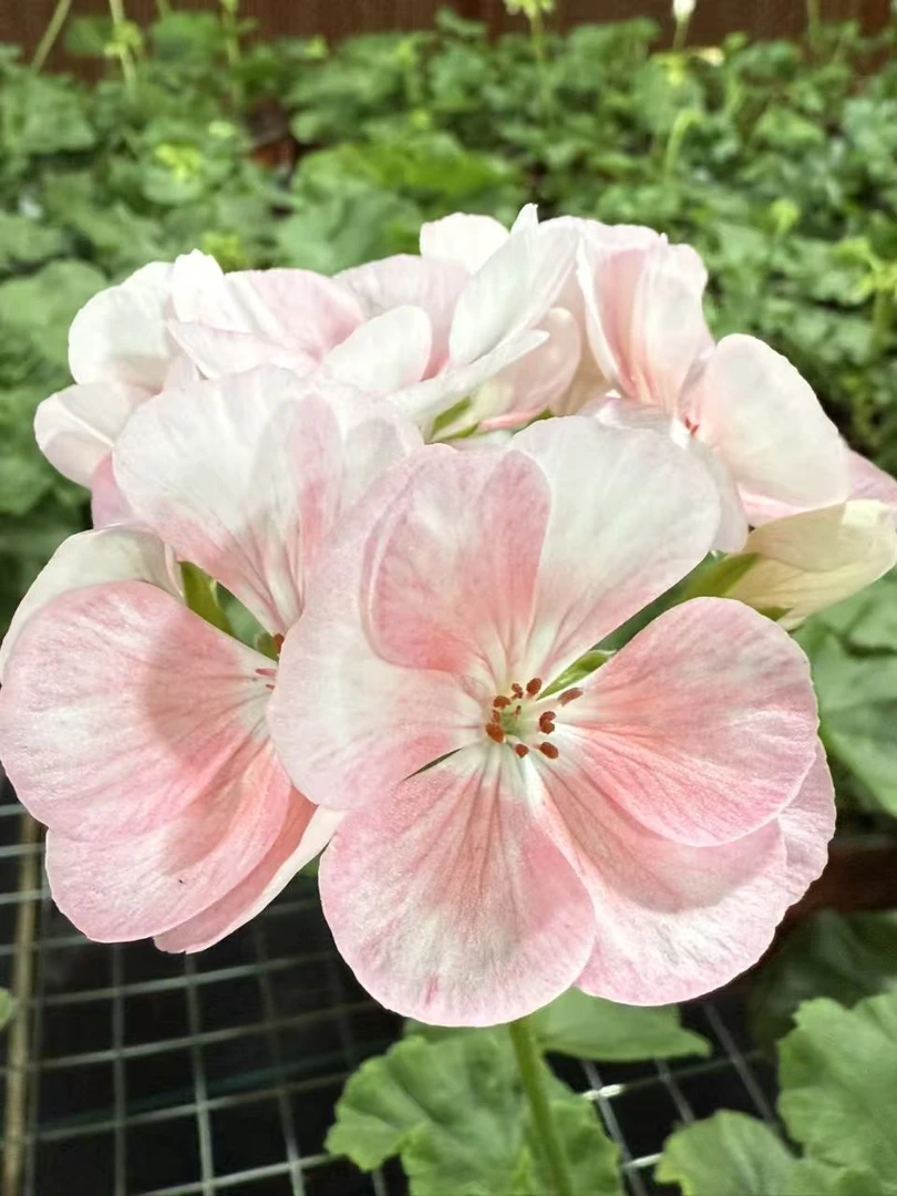 【公主】直立天竺葵大花球勤花好养阳台养护花色丰富