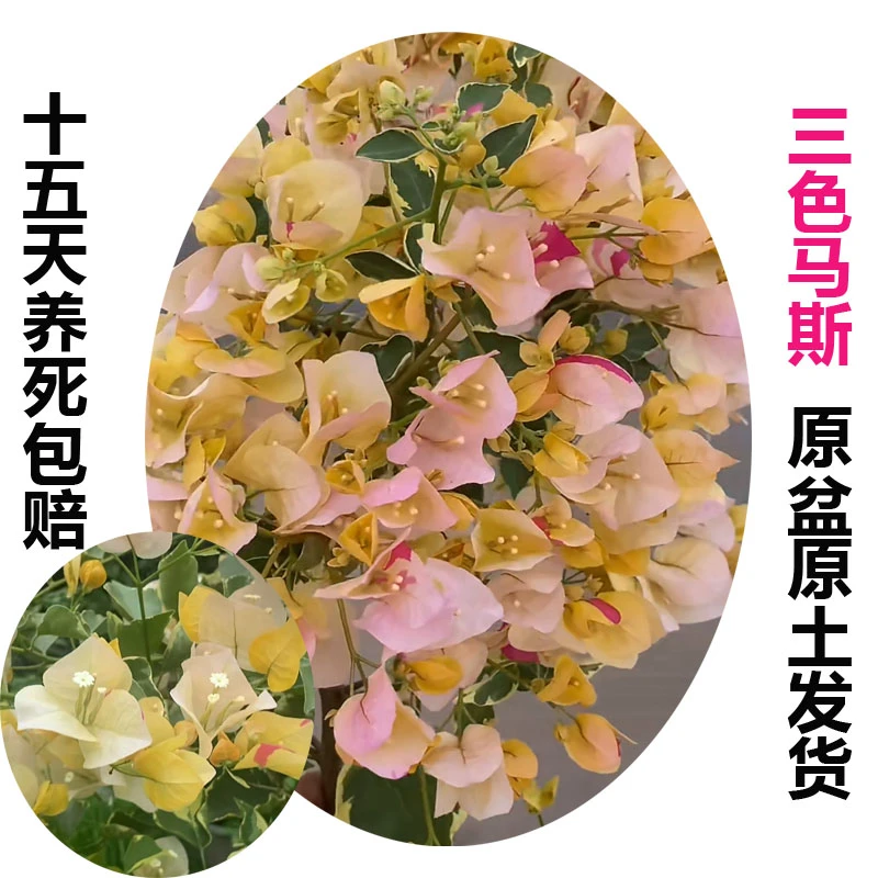 三色马斯(三角梅)原生大苗四季开花老桩爬藤植物