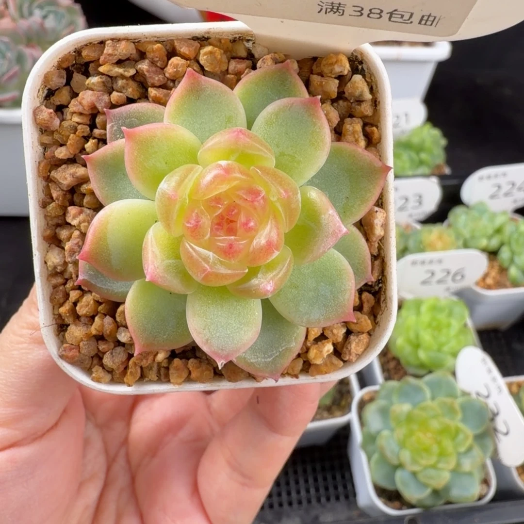 珍妮孤品优选233号