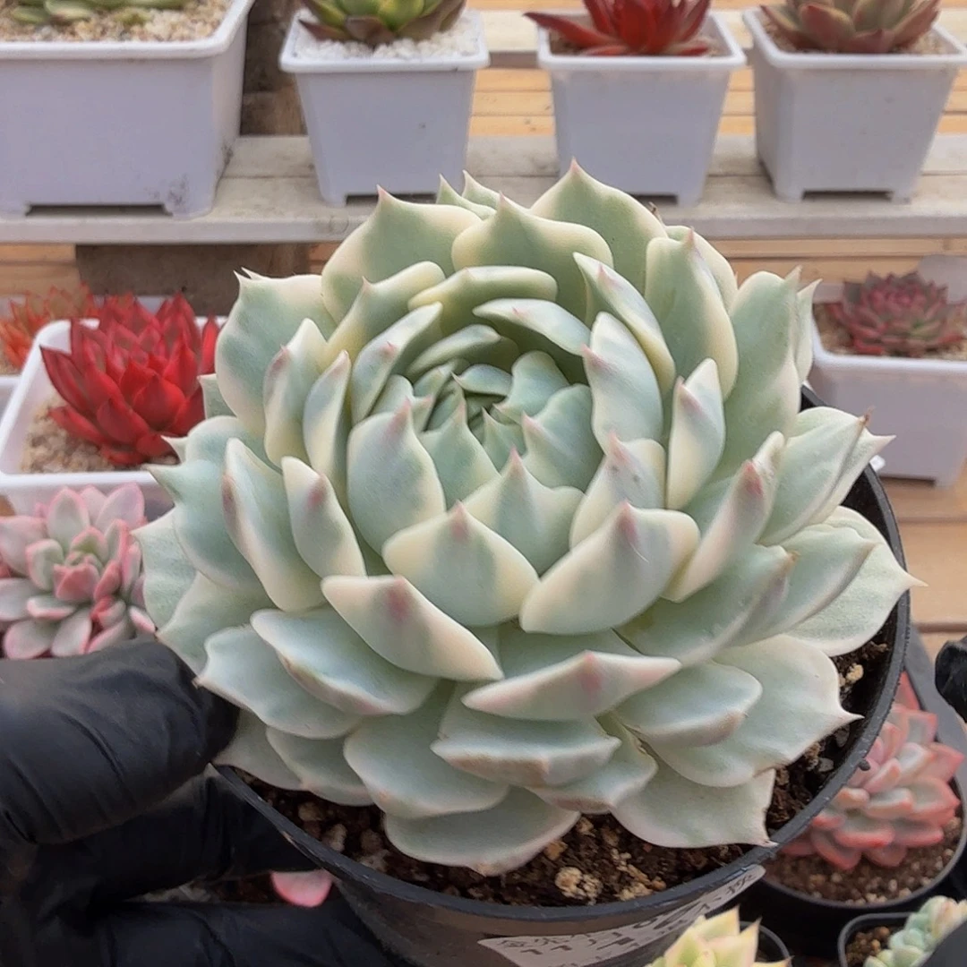 1108-16露那莲锦单头