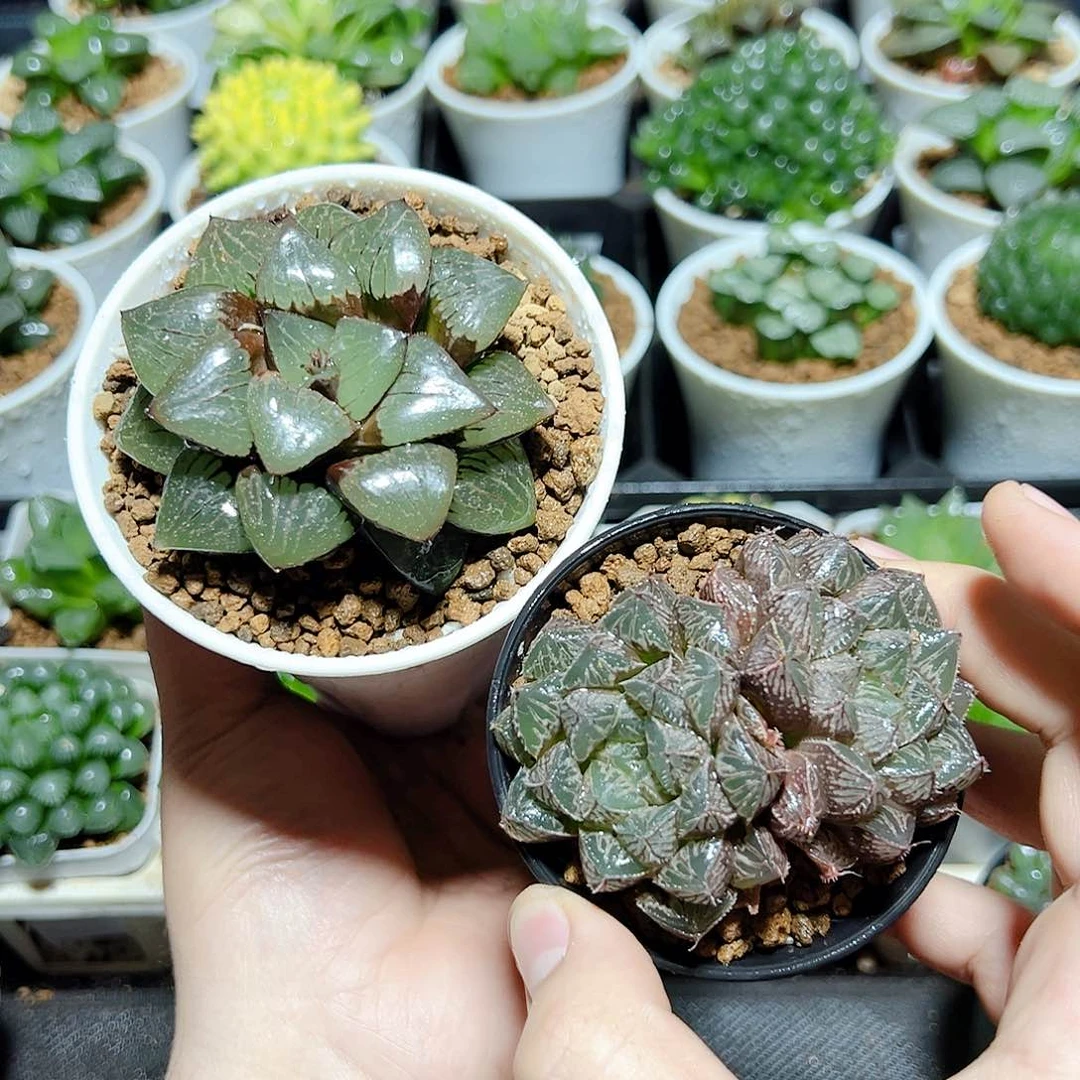 日月潭➕大叶楼兰