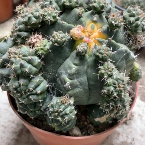 青苹果仙人球18米仙人球