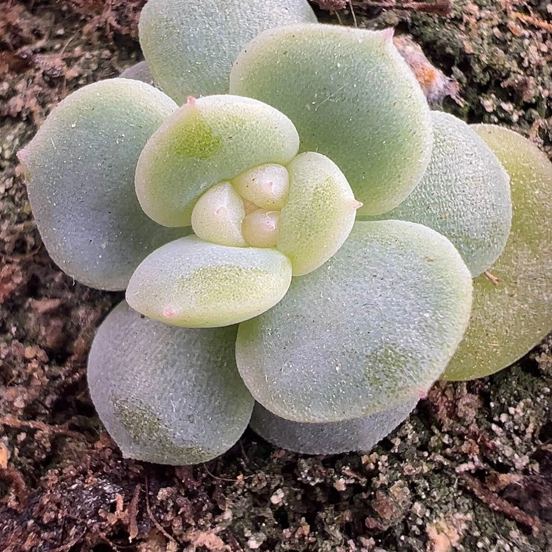 风花雪月白一物一拍