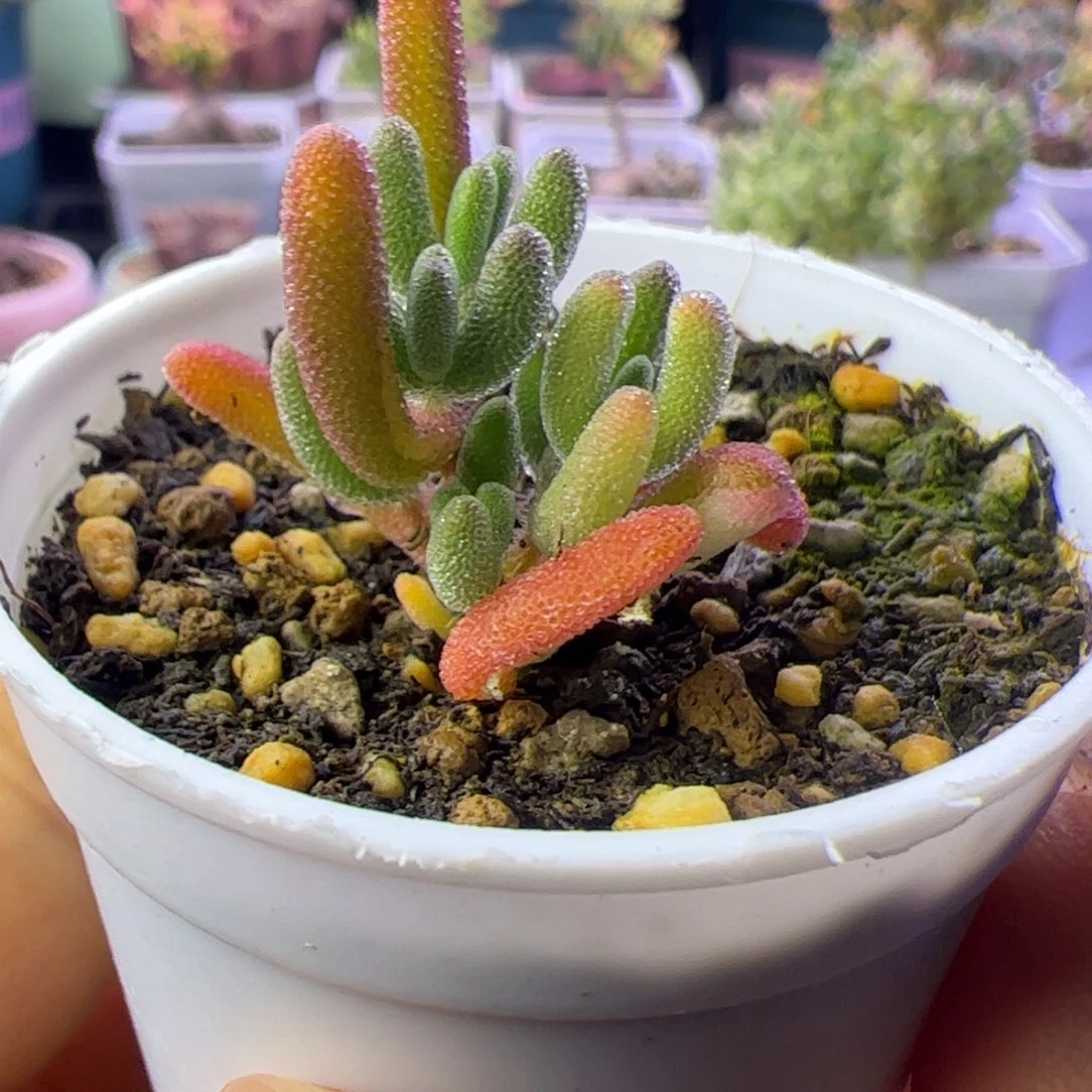 多肉植物枝干钻石黄锦小阴阳拉丝
