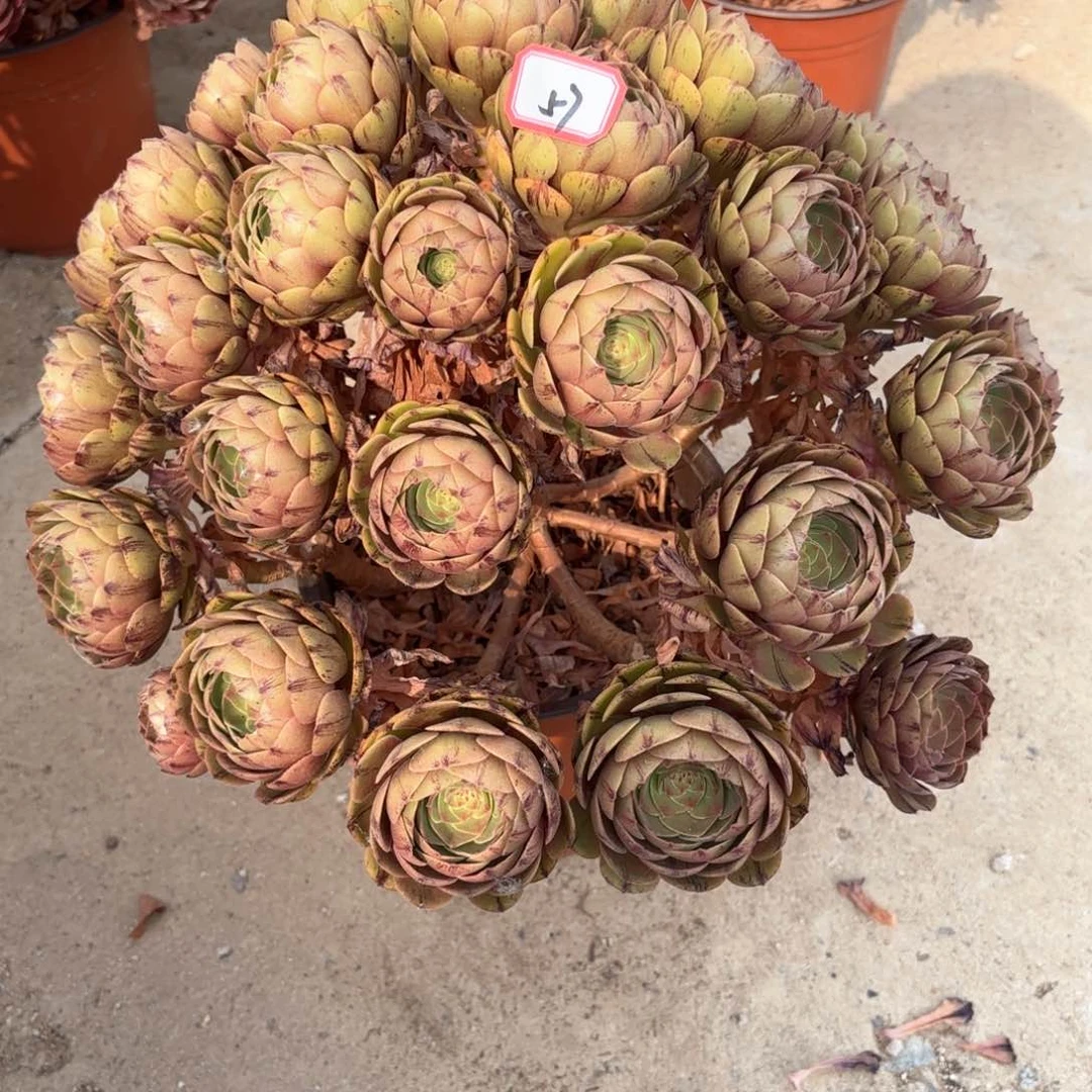 无花朵57万拉丝朵朵多肉植物