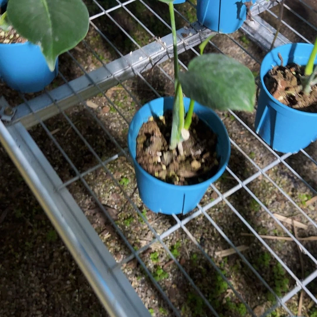 全部花朵退锦龟背竹一物一拍