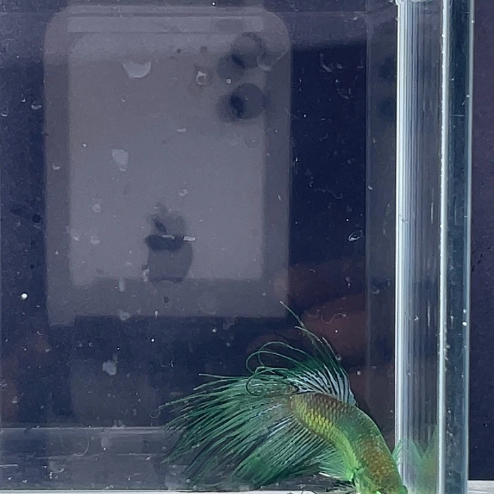 斗鱼活体不退不换 谢谢