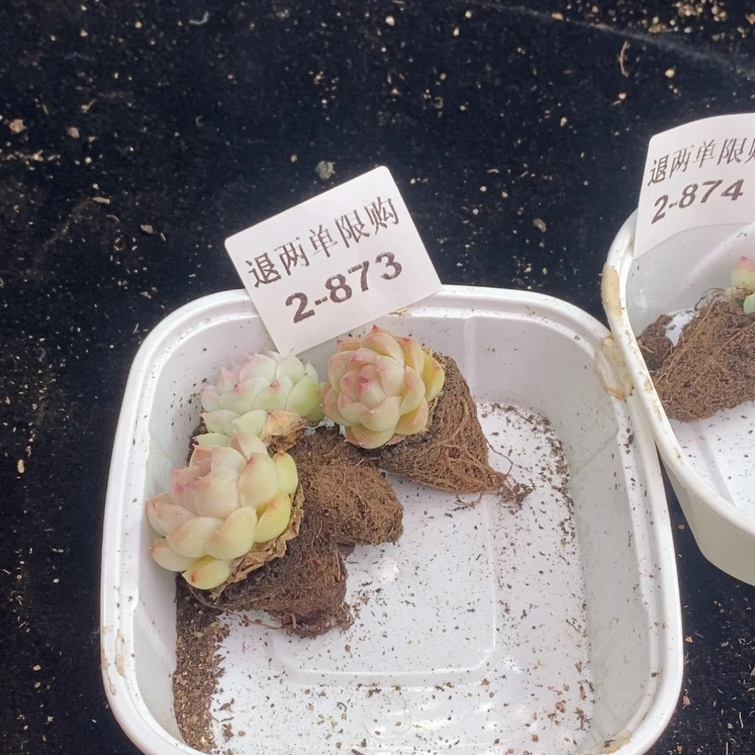 Y**H2-873多肉的多肉多肉多肉多肉多