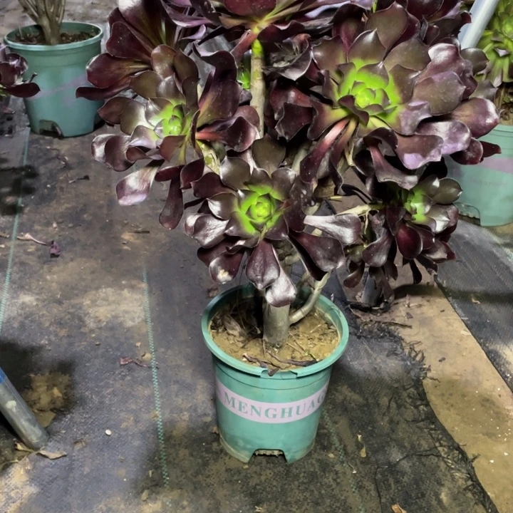 26巫毒多肉植物多肉植物