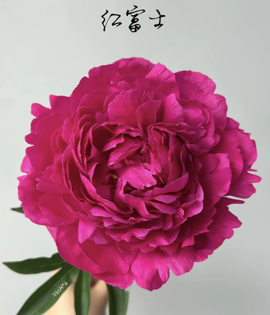 【顺丰】芍药鲜花红富士高品质大花朵山东菏泽百亩鲜花基地直发