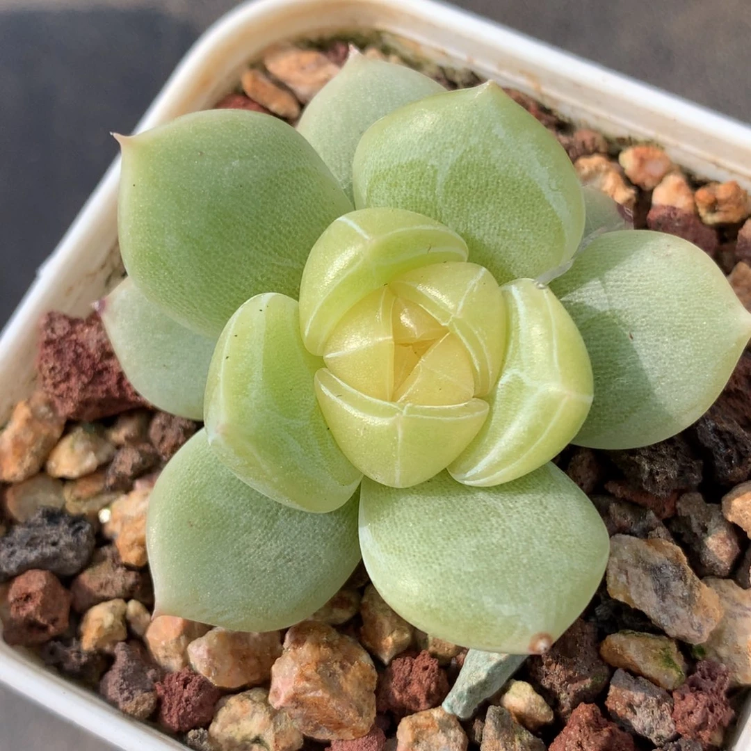 0629-222 珍妮优选