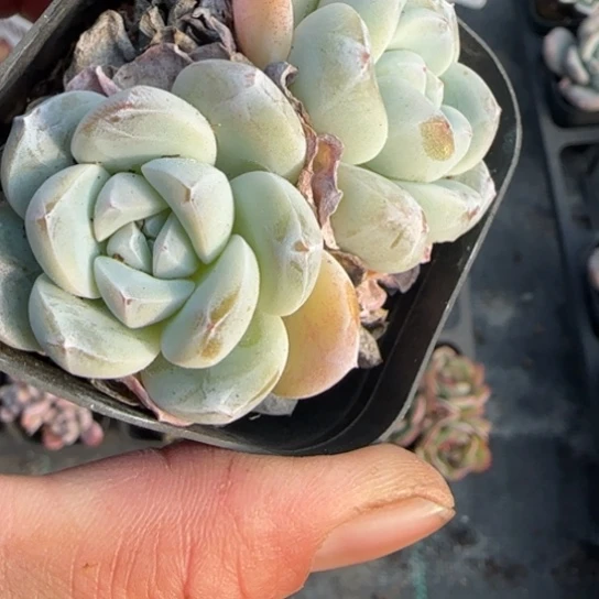 165玉蝴蝶多肉植物多