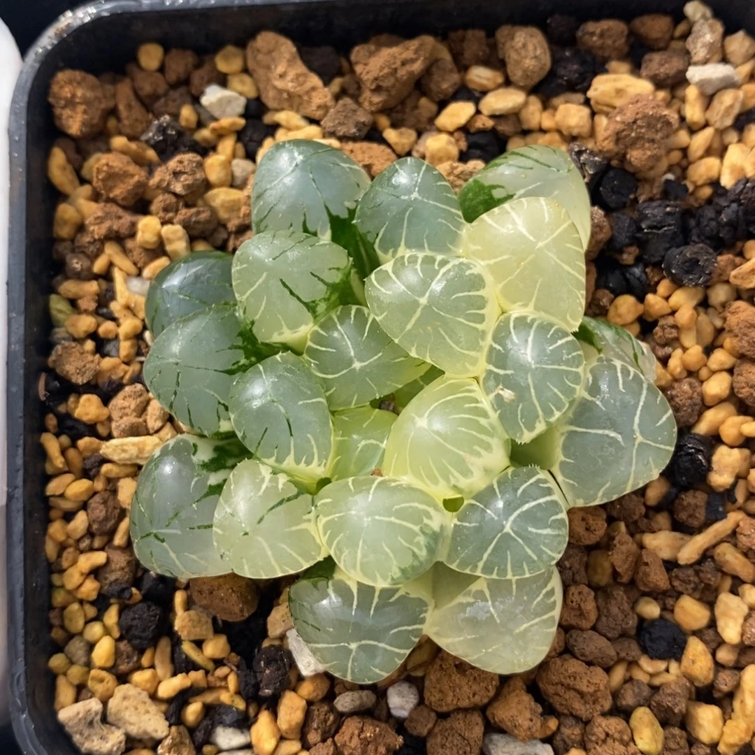 一颗实生糊斑玉露锦。