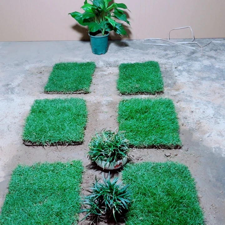 静***姐无花朵马尼拉草坪包邮价格，。。