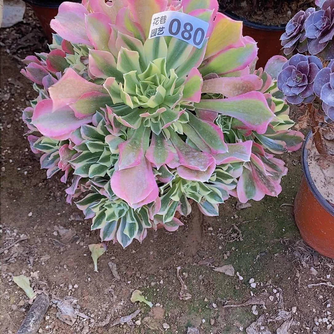 80 号一物一拍多肉植物