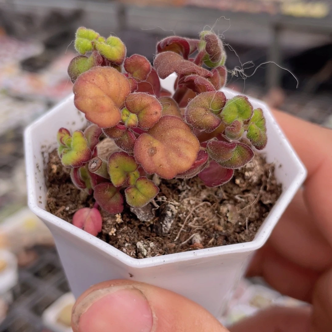 爱氏延命草多肉9.9包邮发货