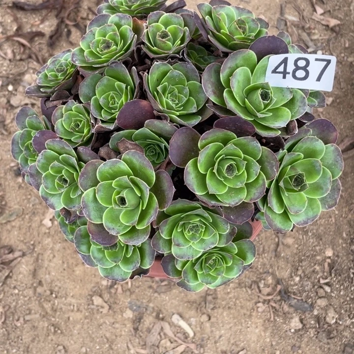 全部花朵487多肉植物魅金玫瑰