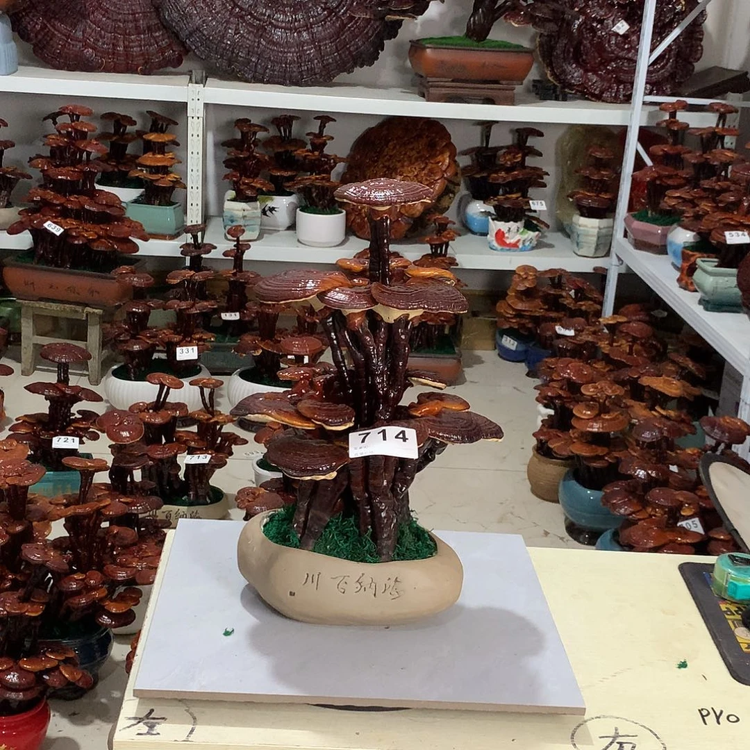 无花朵714888888888888