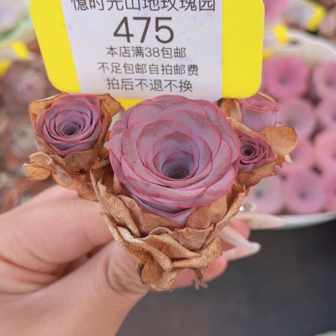 山地玫瑰475满38包邮裸根发货