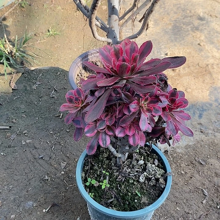 香奈儿多肉植物025