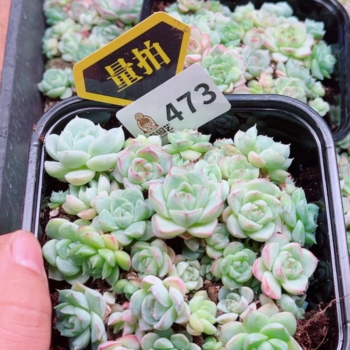 多肉植物多肉植物