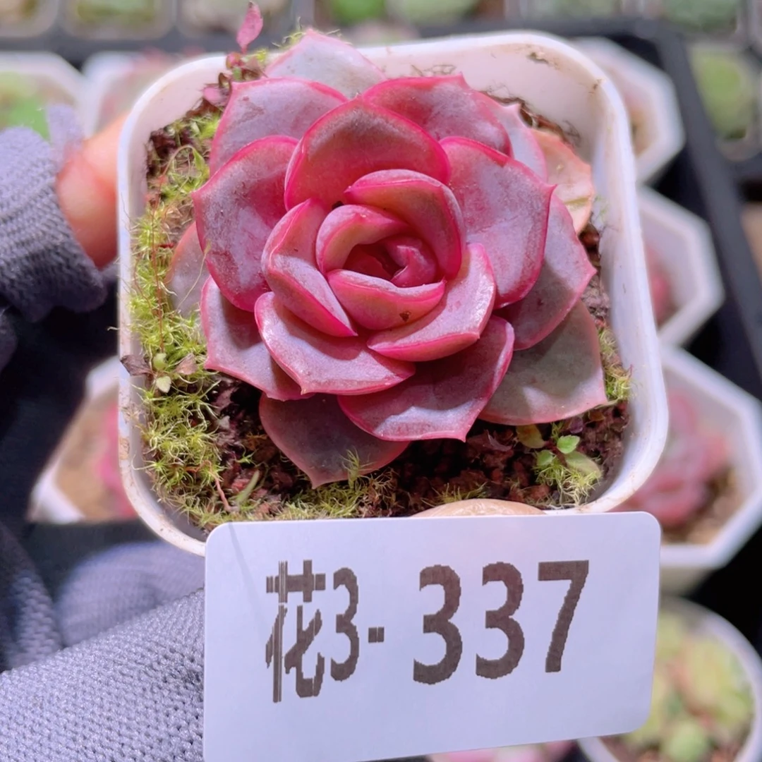 花利美3-337绯霞玉蝶