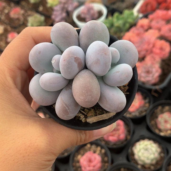 精控奶酪双头多肉