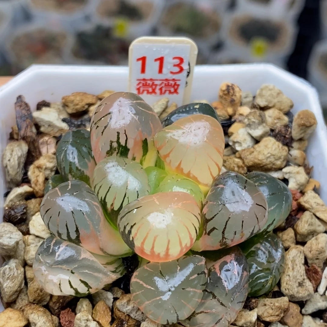 113号孔明灯玉露锦