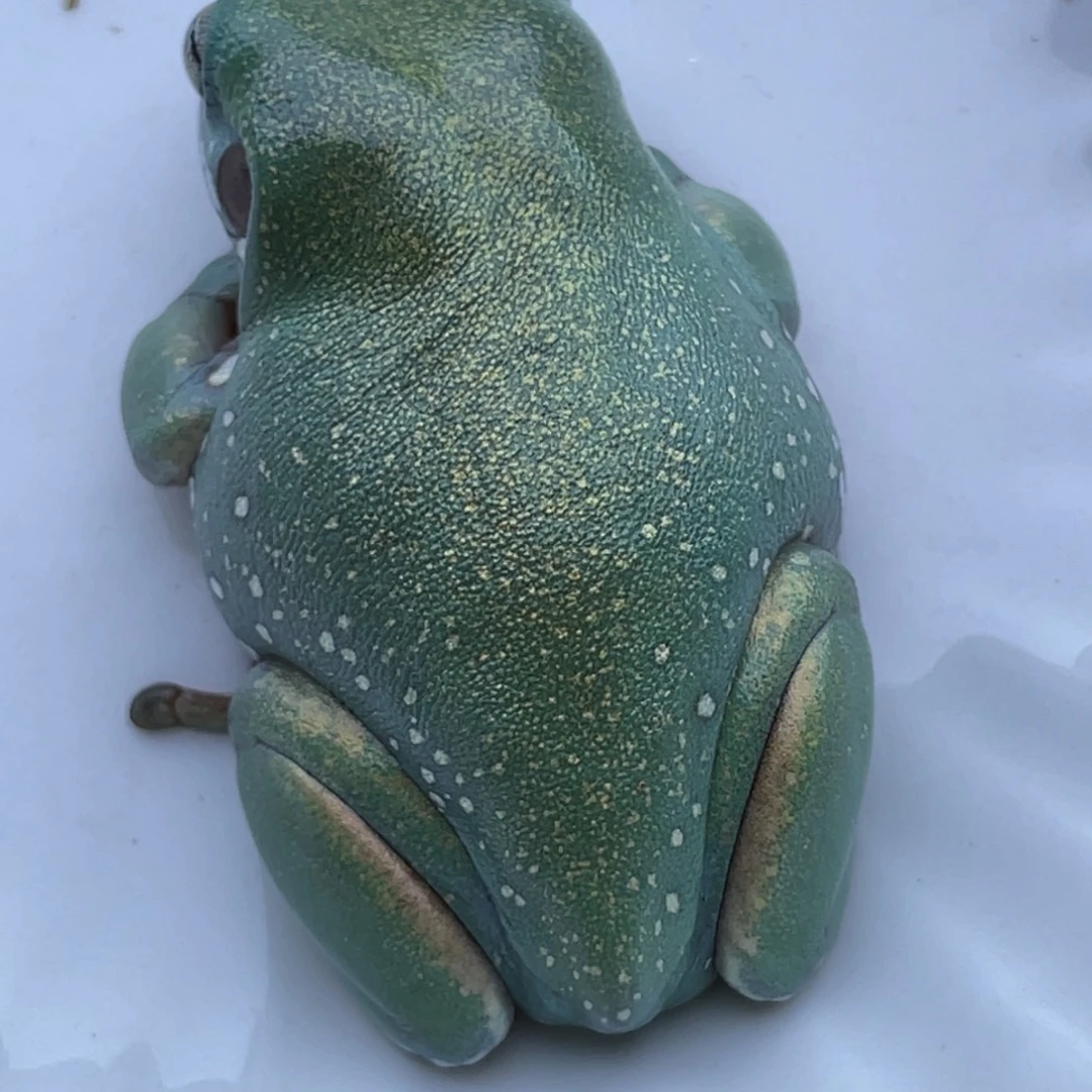 老爷树蛙澳蓝元宝腿洒金皮01好