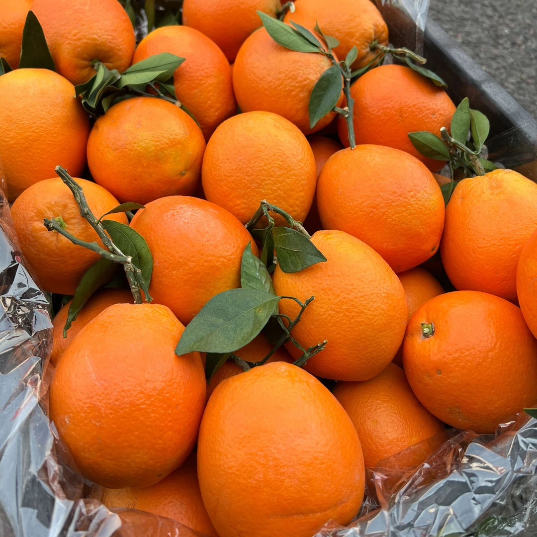 蜂蜜甜橙云南高山甜橙水果应急当季手剥新鲜橙子只发川渝
