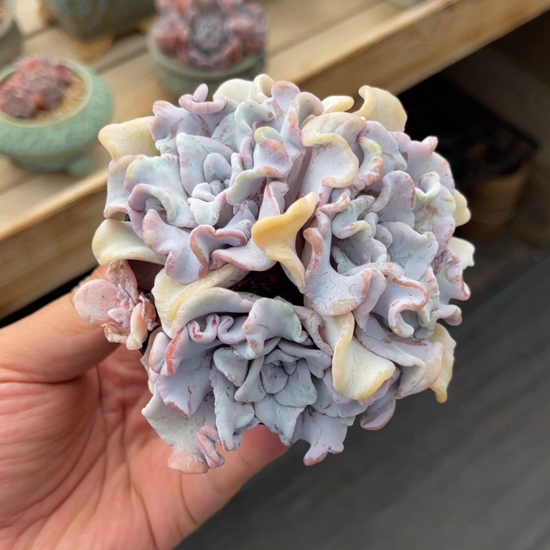 白饺子皮满68包邮