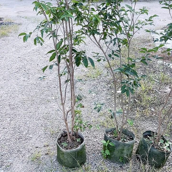珍珠芭乐振2578899