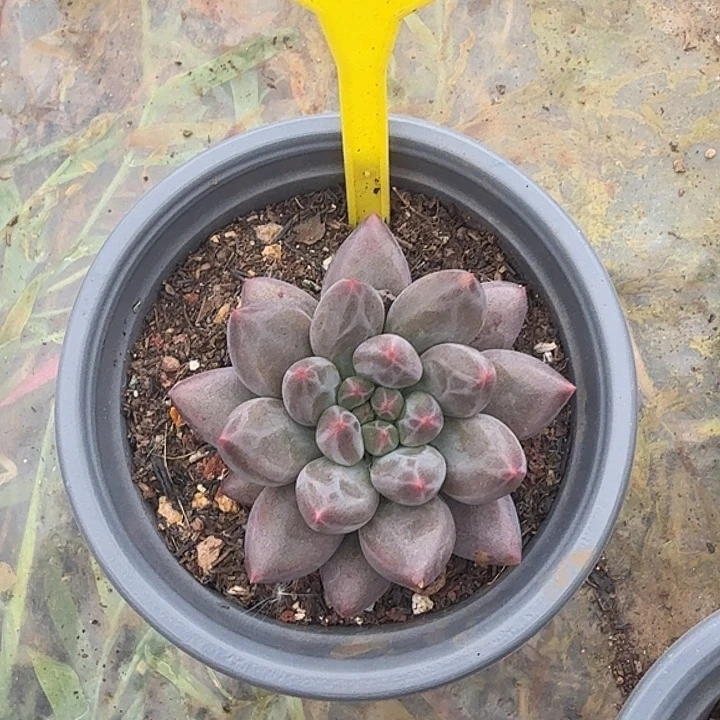 溜溜球一物一拍923