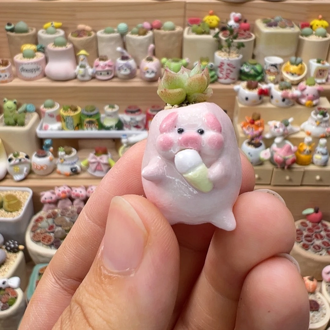 多肉植物39号小猪猪